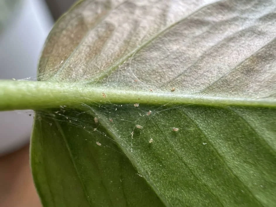 Fine spider-mite webbing and tiny mites beneath a Devil’s Ivy leaf