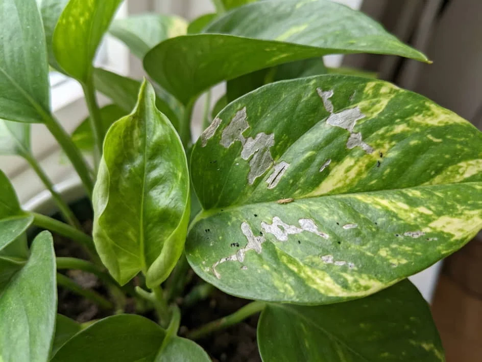 Devil’s Ivy leaf with silvery thrips scarring and small black specks