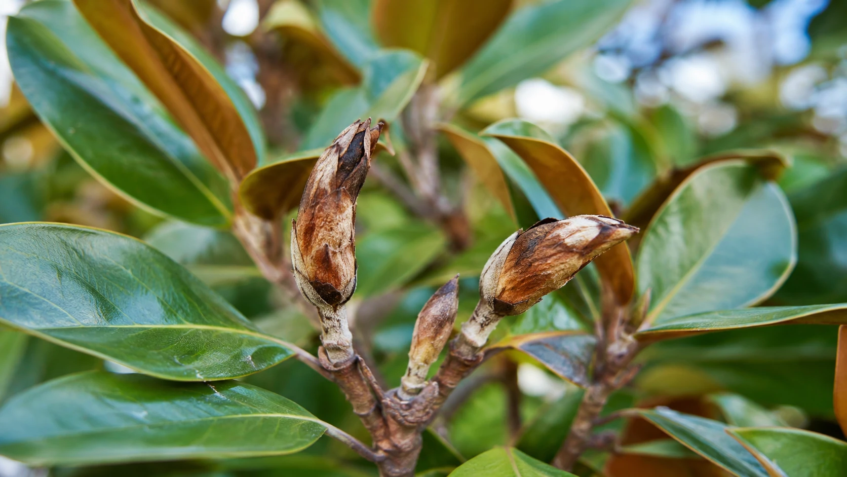 Brown and dried Magnolia flower buds that failed before opening