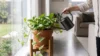 Healthy Devil's Ivy being watered near a bright Australian home window
