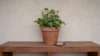 Contained Devil's Ivy in a pot on a raised outdoor bench in Australia