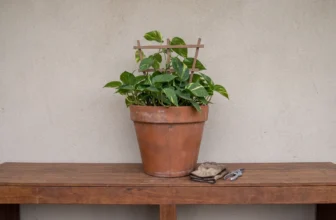 Contained Devil's Ivy in a pot on a raised outdoor bench in Australia