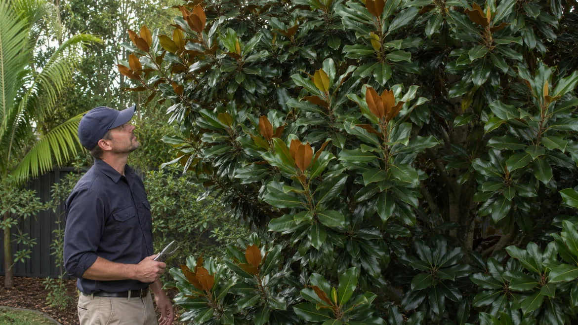 A gardener standing at ground level looking up at a healthy, dense Teddy Bear Magnolia in an Australian garden, holding closed secateurs at their side without cutting.
