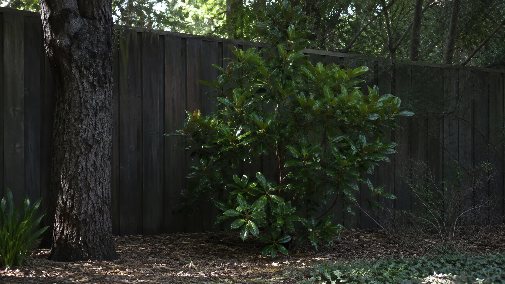 Magnolia growing in a shaded garden position with limited direct sunlight