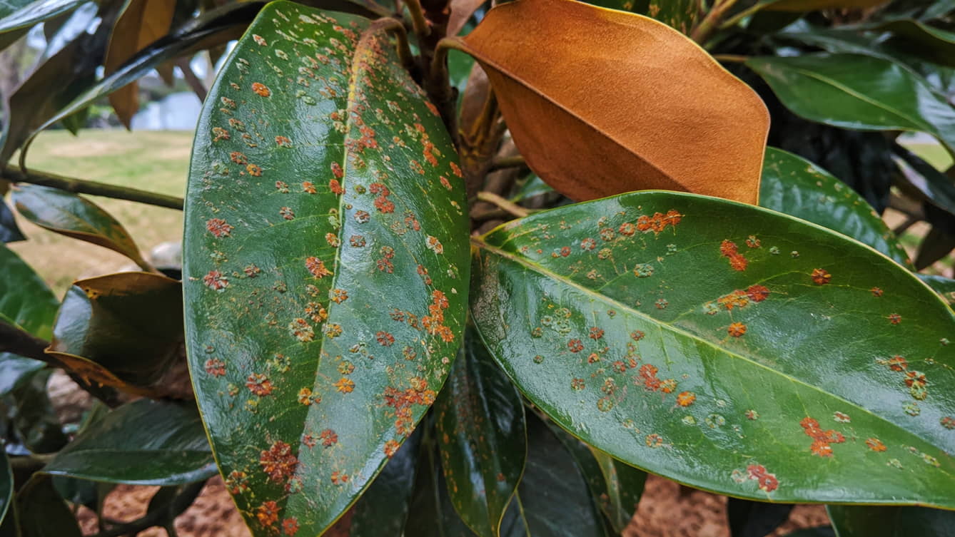 Teddy Bear Magnolia leaves with raised green-grey and rust-orange patches scattered across the upper surface, with the normal brown felted underside of another leaf visible behind.
