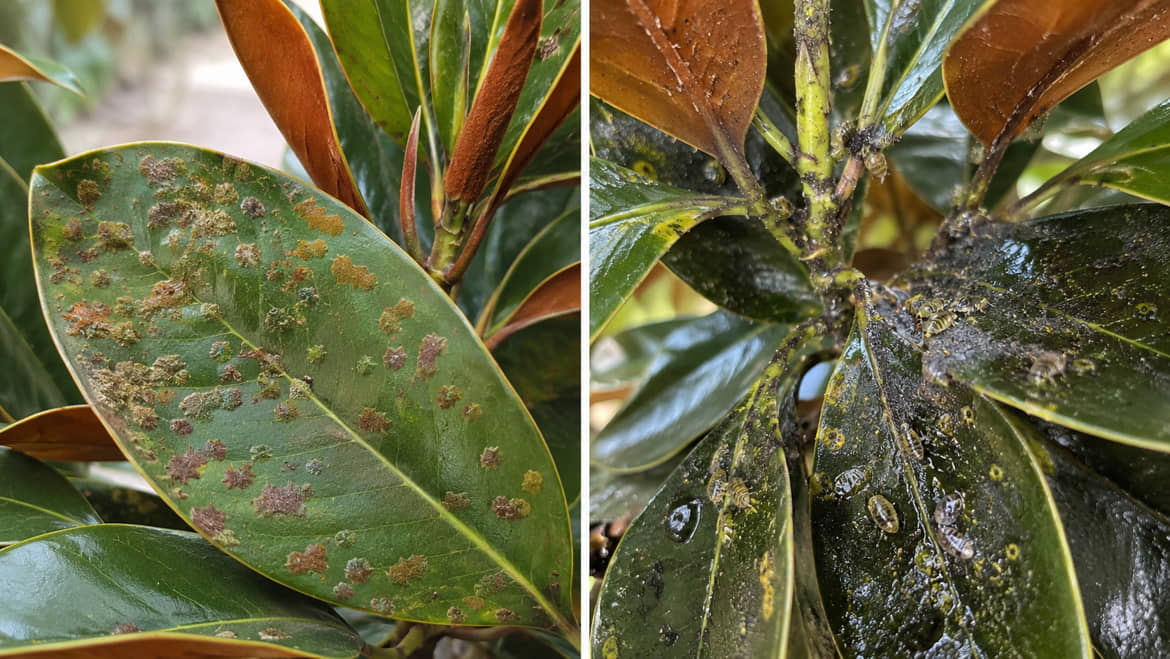 Side-by-side comparison of Teddy Bear Magnolia foliage: raised green-grey and rust-orange patches fixed to the leaf on the left, and a black surface film with sap-feeding insects on the stems on the right.