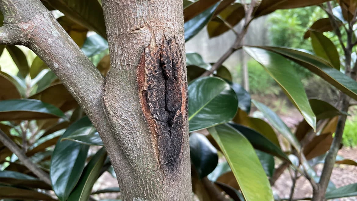 A dark, sunken, cracked lesion in the bark of a Teddy Bear Magnolia where a branch meets the trunk, with the surrounding bark discoloured.