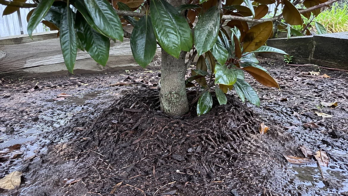 Mulch mounded up against the trunk of a Teddy Bear Magnolia so the root flare is buried, with water pooling on the wet soil around it.