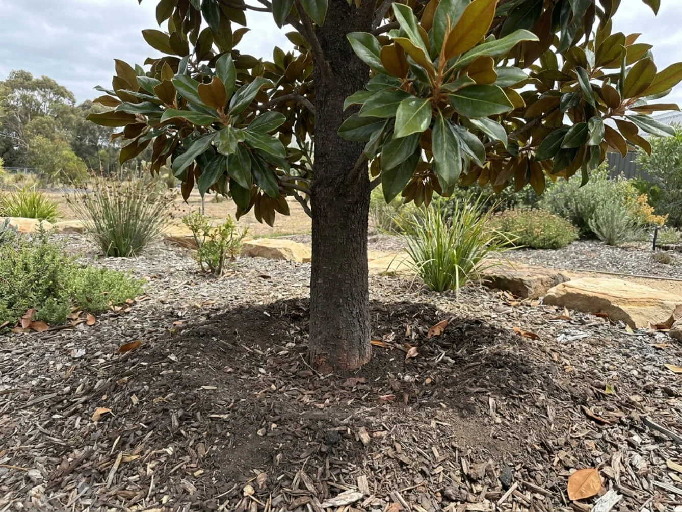 The base of a Teddy Bear Magnolia trunk entering a mound of soil and mulch with no visible root flare, showing a tree planted too deep.
