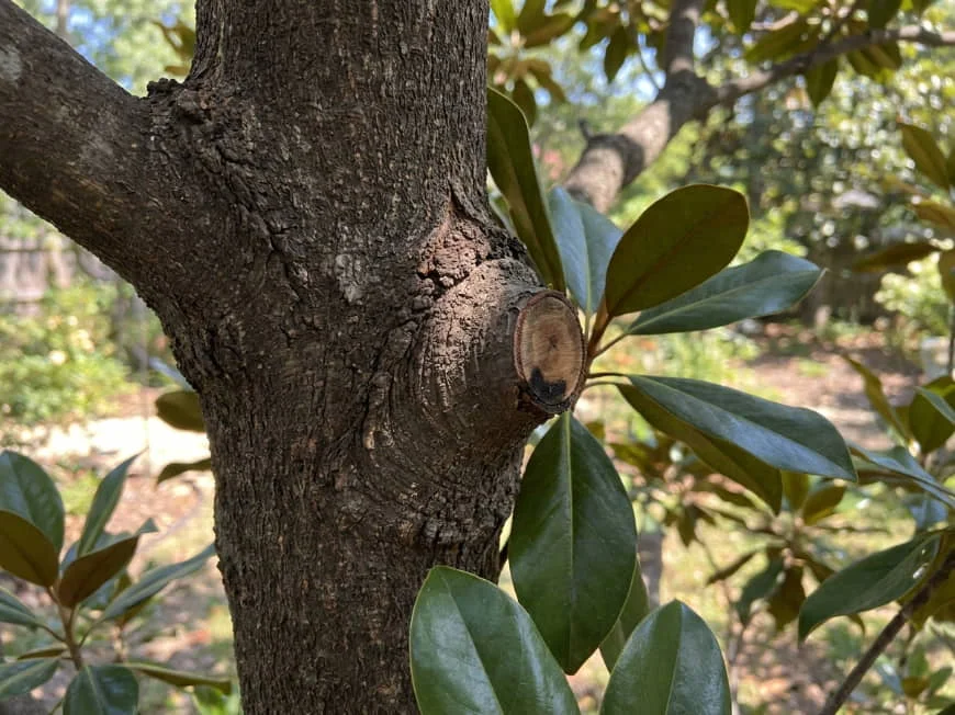 Close-up of a Teddy Bear Magnolia branch union where a branch was removed with a clean cut just outside the raised branch collar, which is intact and beginning to callus over.