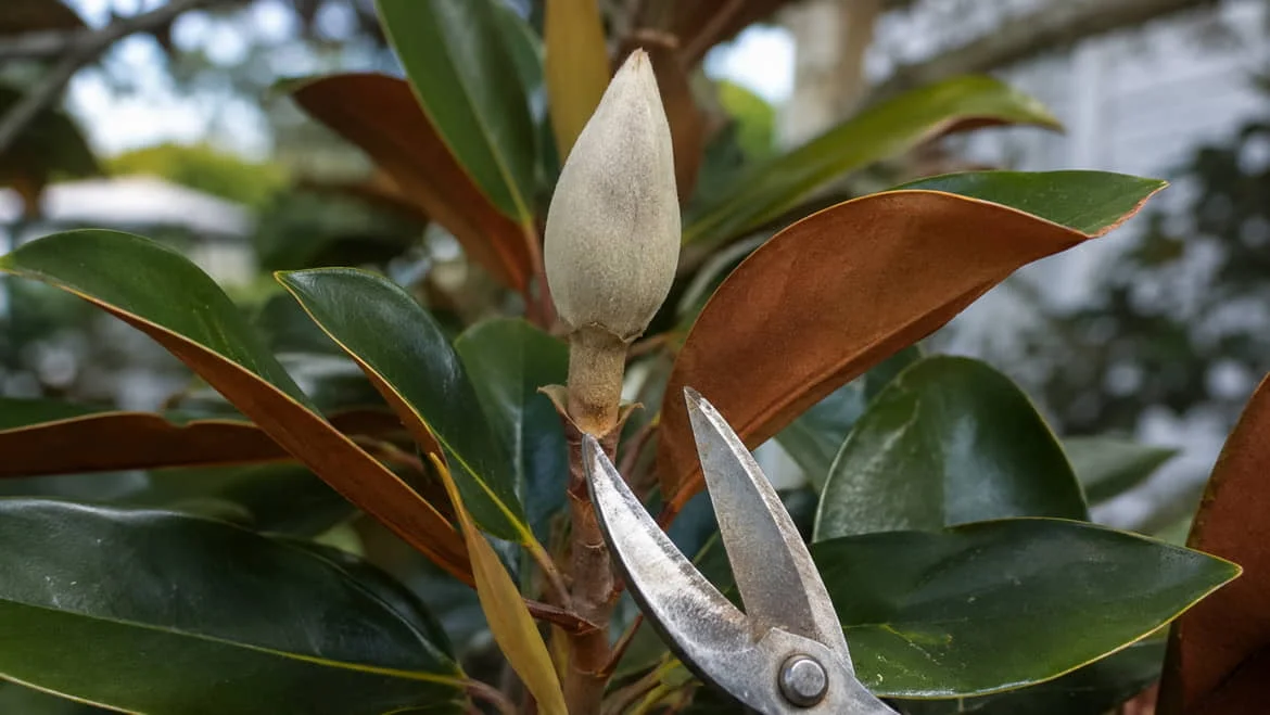 A plump silvery flower bud at the tip of a Teddy Bear Magnolia shoot, with a pair of secateurs held to one side and clear of the bud, not cutting it. Surrounding leaves show the normal rusty-brown felted underside.