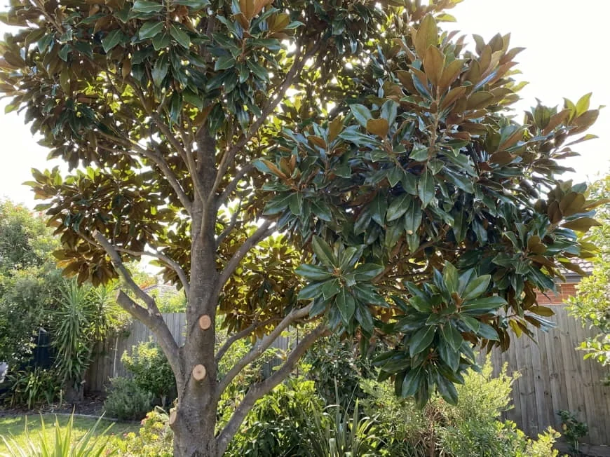 A healthy Teddy Bear Magnolia with a couple of lower branches removed from the trunk to lift the canopy gradually, while the crown above stays full and dense. Clean cut faces are visible on the lower trunk.