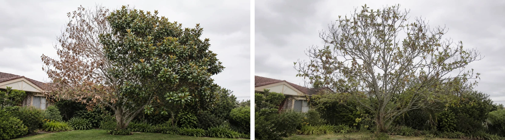 Side-by-side comparison of two Teddy Bear Magnolias in the same garden: on the left one side of the canopy is dead while the rest stays dense and green; on the right the whole canopy is thin and sparse with bare twigs throughout.