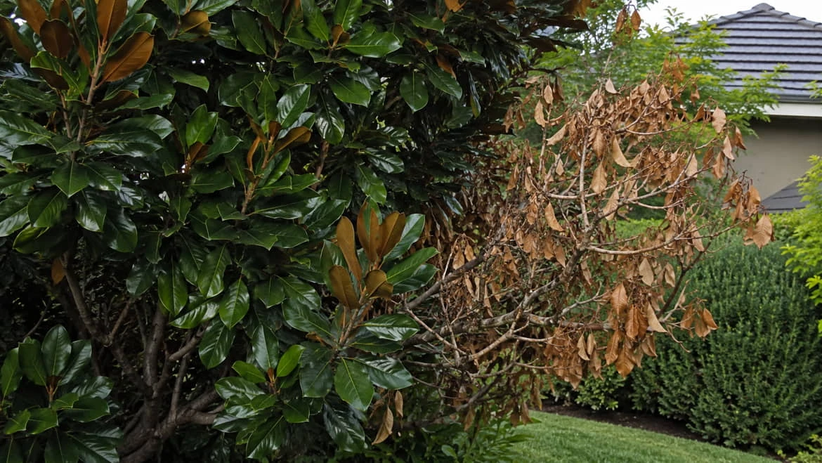 A Teddy Bear Magnolia with dense, glossy dark-green foliage on one side and a single branch of dead brown leaves and bare twigs on the other, with a sharp boundary between the living and dead growth.