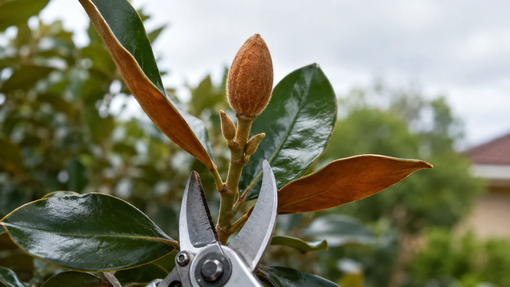 Open secateurs positioned below an intact Teddy Bear Magnolia shoot tip carrying a plump flower bud