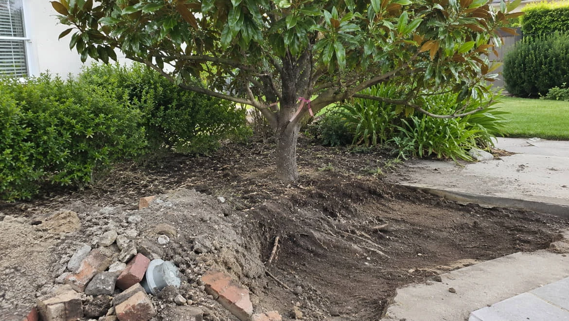 Soil excavated close to the trunk of a Teddy Bear Magnolia, exposing cut roots, with broken bricks, rubble and paving alongside.