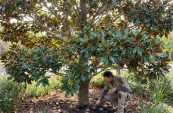 A gardener crouched at the base of a healthy Teddy Bear Magnolia in an Australian garden, checking the soil in the root zone with a small hand trowel.