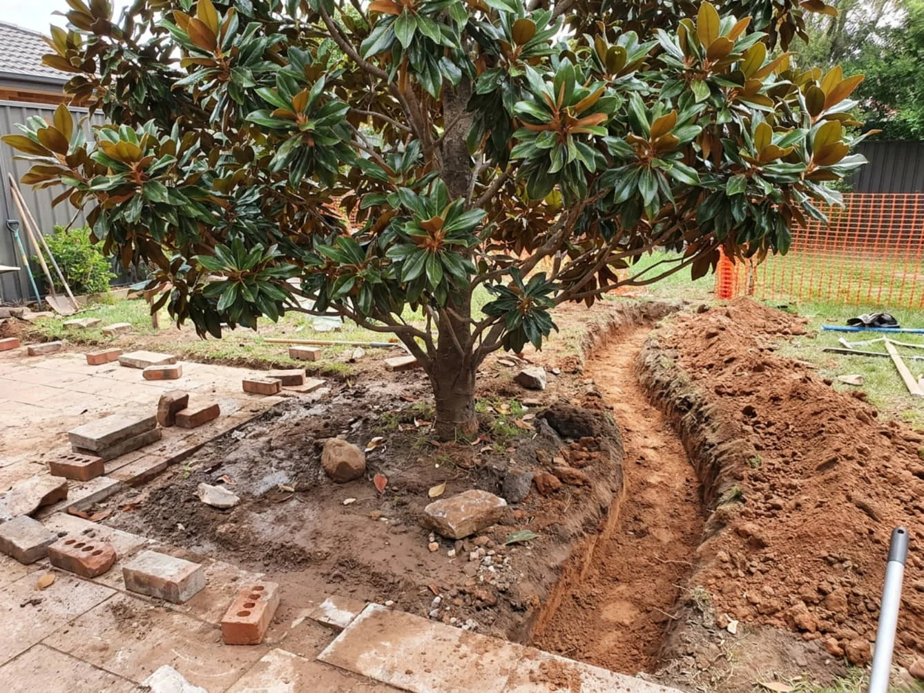 A trench dug through the root zone close to a Teddy Bear Magnolia trunk, with lifted pavers, bricks and disturbed soil nearby and orange barrier mesh behind.