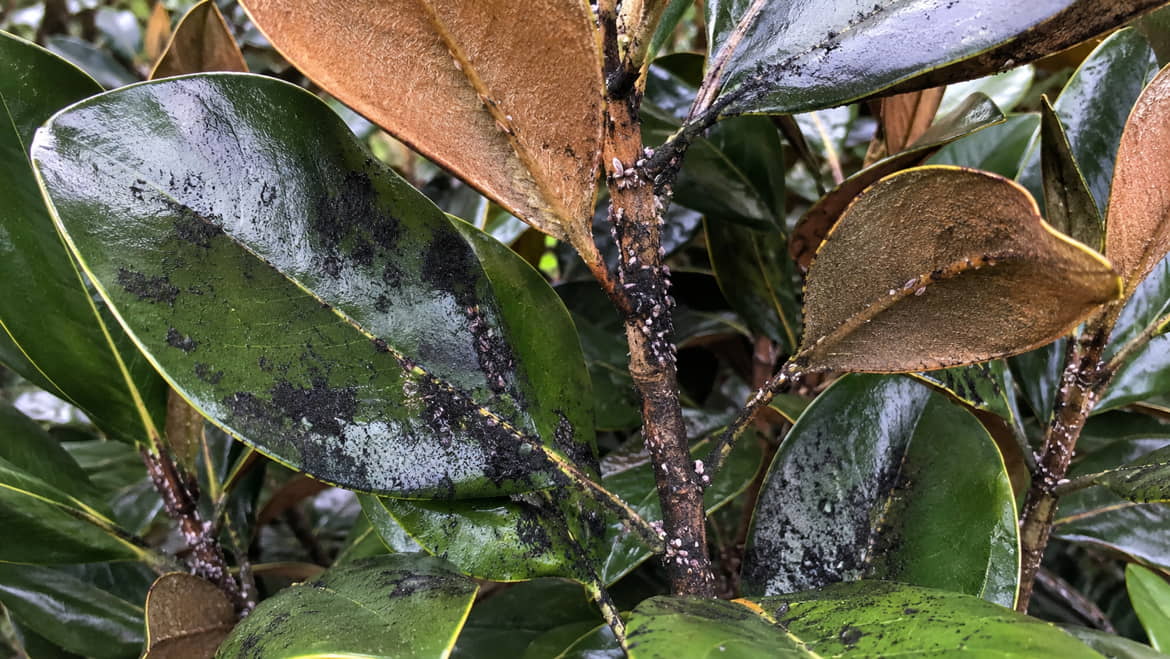 Teddy Bear Magnolia leaves coated in a patchy black film, with small pale sap-feeding insects clustered along the stems.