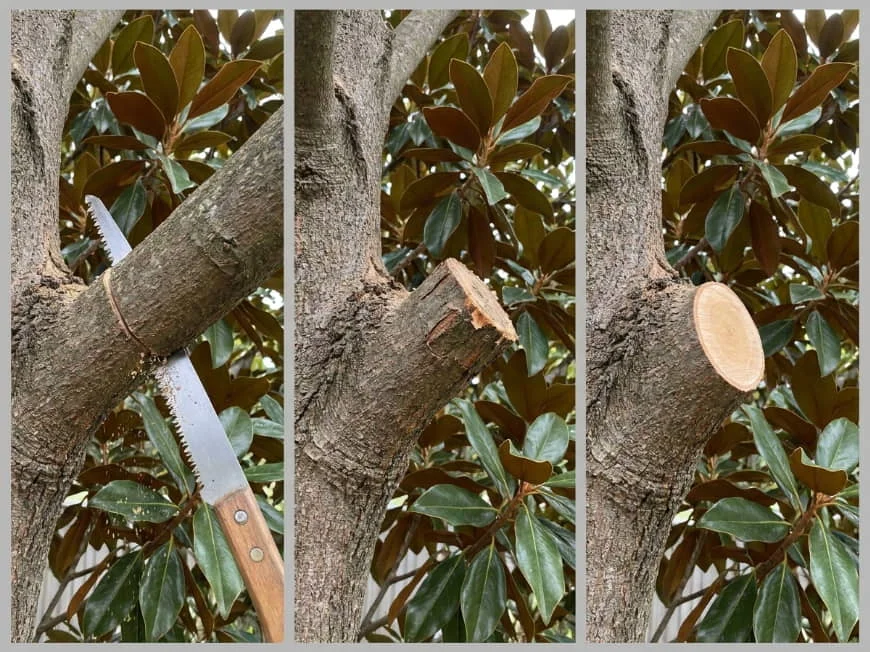 Three panels showing the three-cut method on a heavier Magnolia branch: first an undercut on the underside, then the branch weight removed leaving a short stub, then a clean final cut just outside the branch collar.