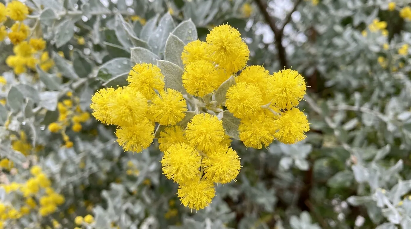 Bright golden-yellow fluffy ball flowers of Queensland Silver Wattle against silver foliage