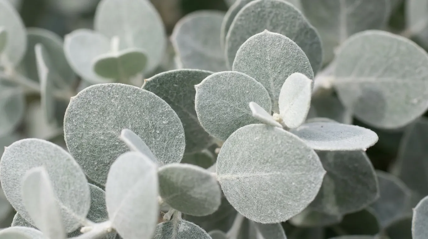 Close-up of the rounded silver-grey powdery phyllodes of Acacia podalyriifolia