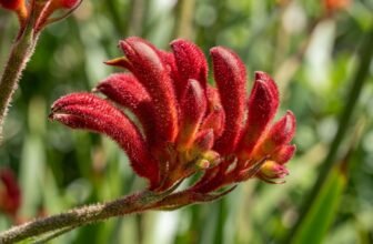Arrangement of realistic artificial Australian native flowers banksia kangaroo paw and gum foliage in a rustic vase