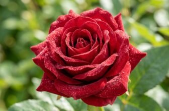 Romantic bouquet of realistic artificial deep-red roses wrapped in paper resting on a table