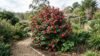 Camellia japonica Takanini shrub covered in deep anemone-form pinkish-red double blooms with glossy dark green leaves