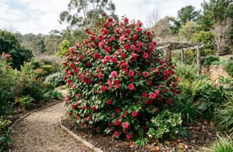 Camellia japonica Takanini shrub covered in deep anemone-form pinkish-red double blooms with glossy dark green leaves