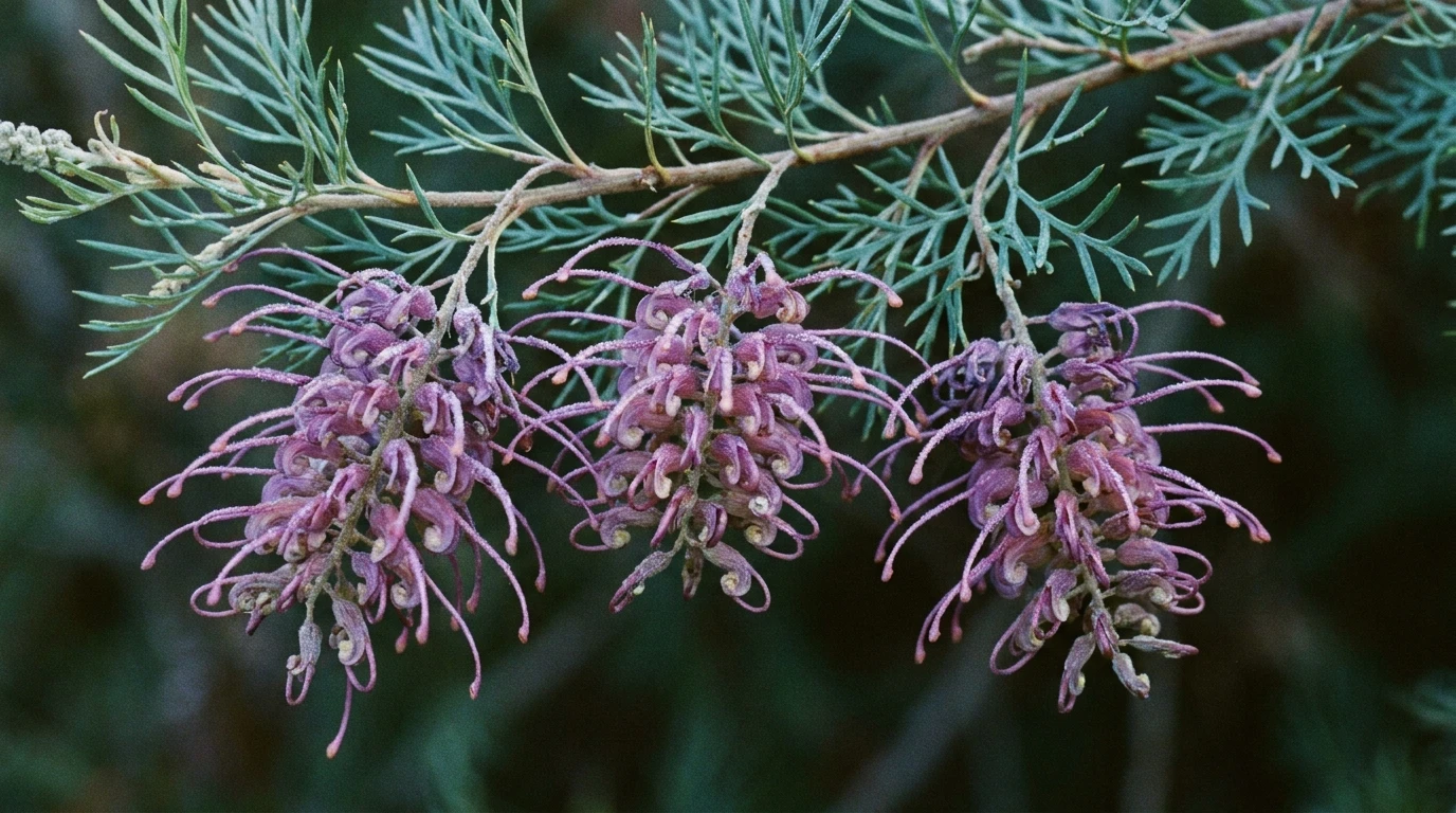 Macro of purple-mauve Grevillea 'Purple Haze' brush flowers with curved styles