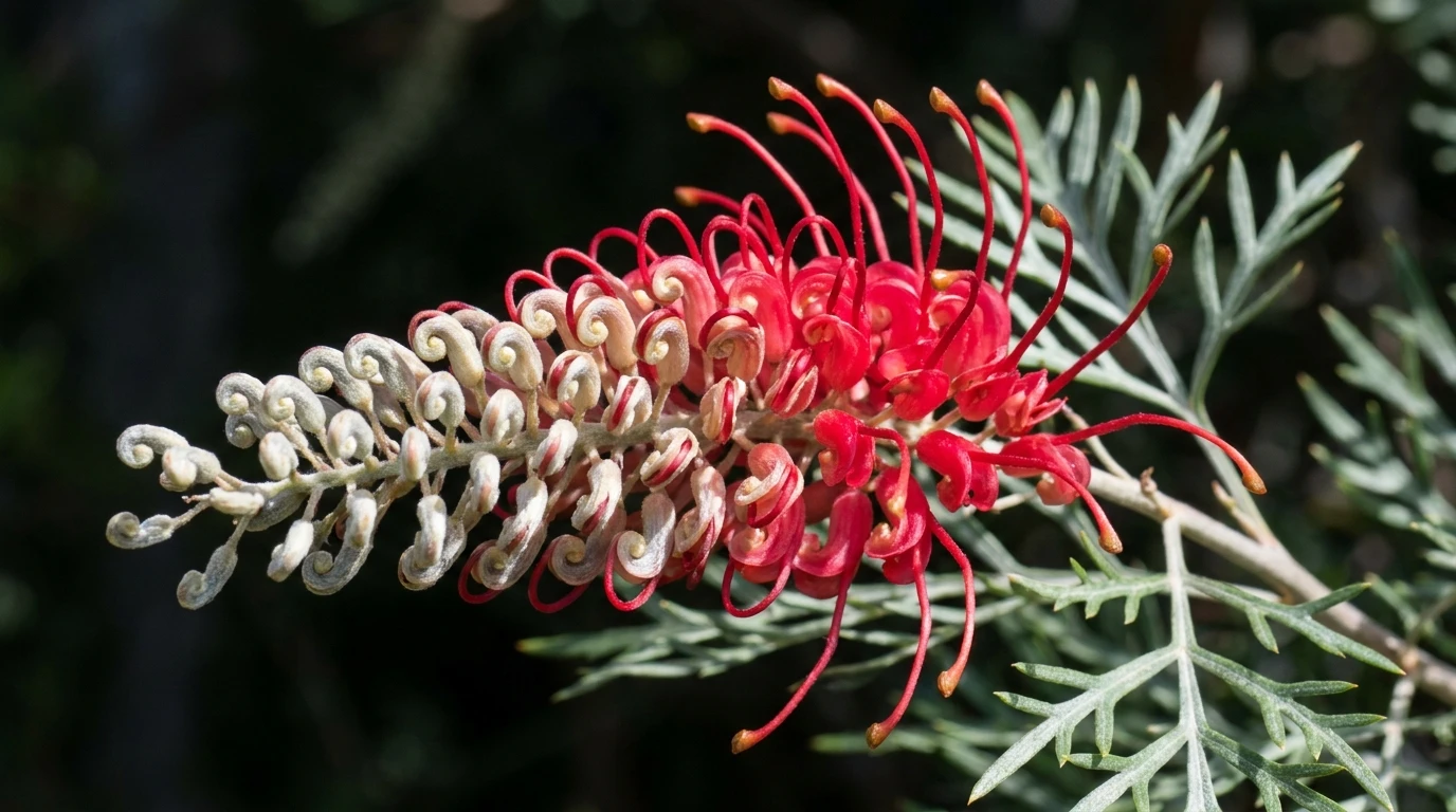 Macro of a single scarlet-red toothbrush flower raceme of Grevillea 'Scarlet Moon' with curved styles