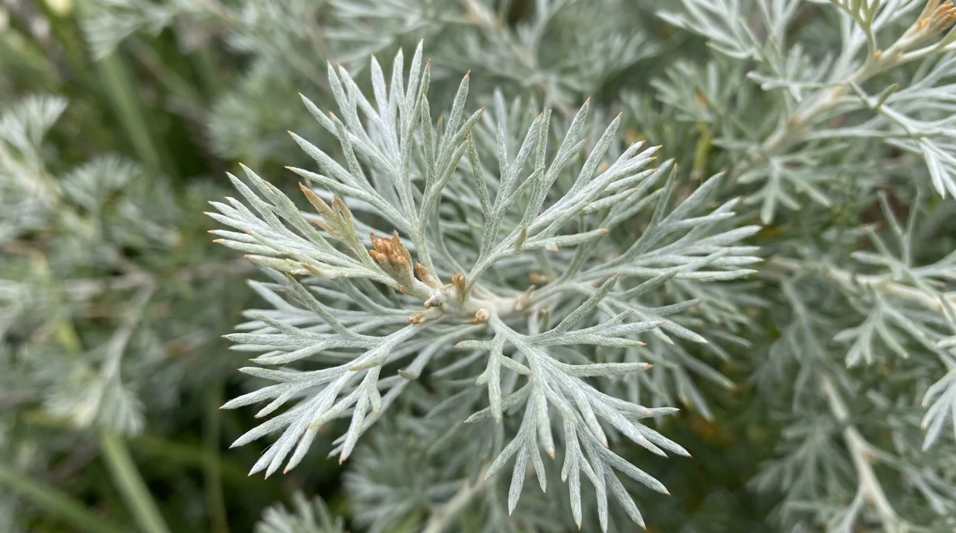 Close-up of the fine silvery grey-green divided needle-like foliage of Grevillea 'Scarlet Moon'