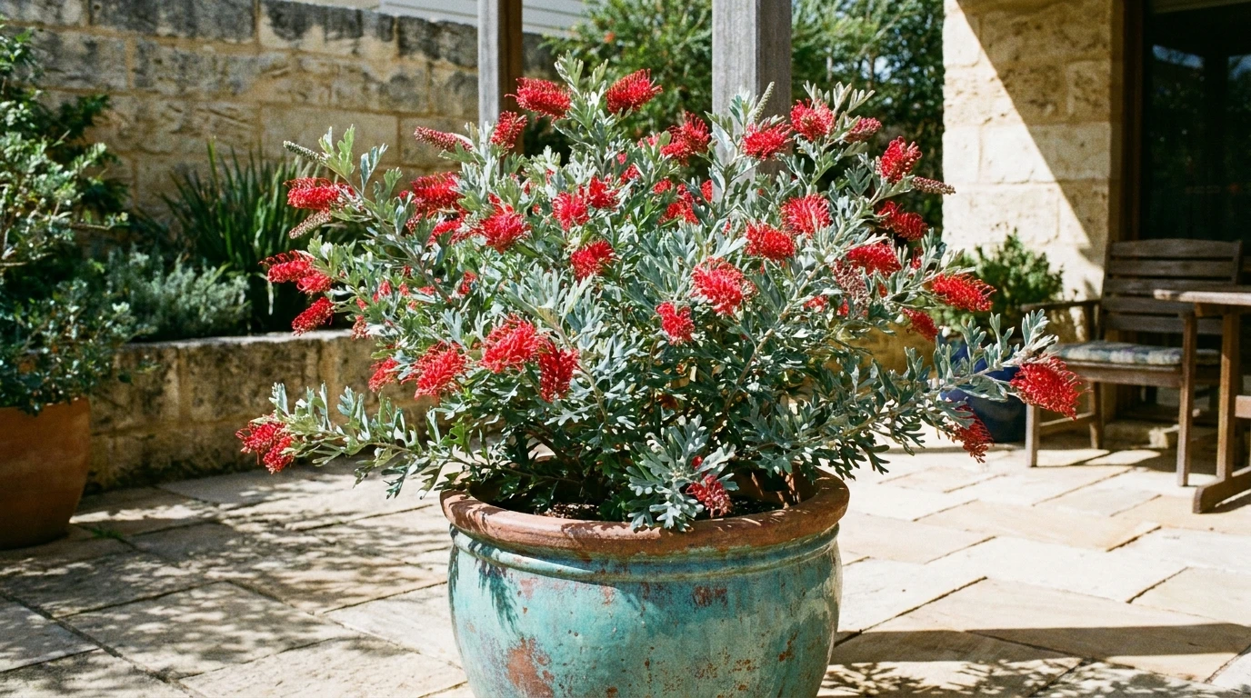 Grevillea 'Scarlet Moon' growing in a large glazed decorative pot on a sunny courtyard patio