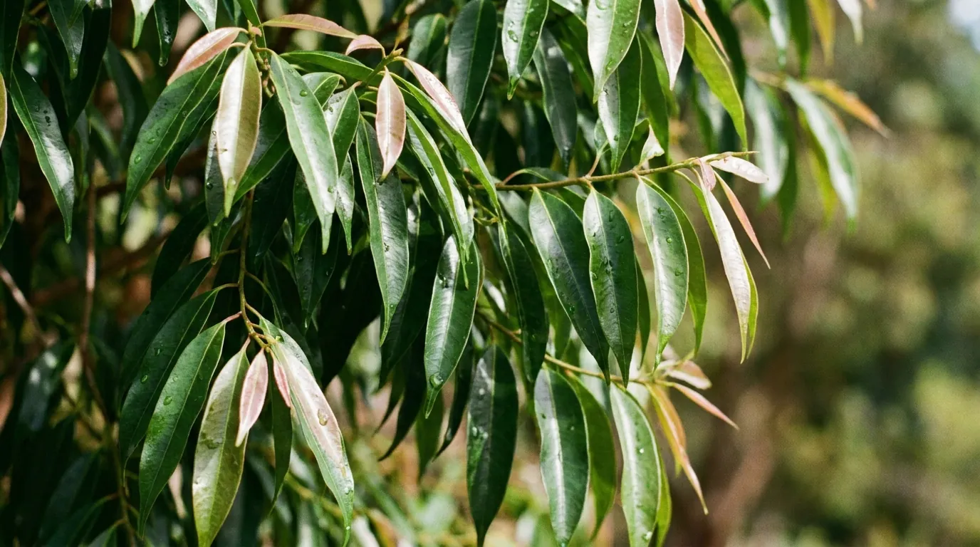 Close-up of glossy weeping Waterhousea floribunda foliage with pinkish new growth