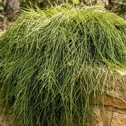 Cousin It groundcover cascading over a retaining wall in an Australian garden