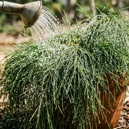 Watering a newly planted Cousin It groundcover to establish its roots