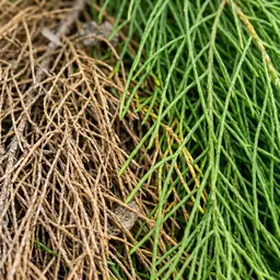 Cousin It foliage showing brown patches beside healthy green growth