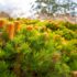Ficus Hillii: The Ultimate Australian Hedging & Care Guide (2026-27