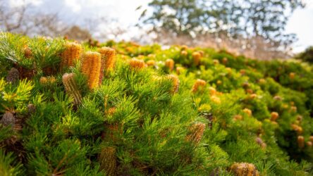 Banksia ‘Birthday Candles’ Problems: Why It’s Dying & How to Save It