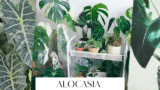 Alocasia in Australia: Experts tips for Cultivation, Care, & Varieties
