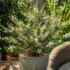 Grevillea Canberra Gem: The Complete Australian Care Guide