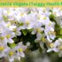 How to Prepare Soil for Australian Native Plants | Garden Green