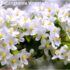 Babingtonia Virgata vs Lilly Pilly: The Best Aussie Privacy Hedge
