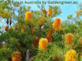 Banksia in Australia – Complete 2025 Guide to Care, Décor & More