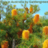 Australian Native Plants: The Ultimate Guide to Aussie Garden Gems (2025)