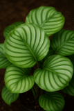 Best Calathea Varieties in Australia:Easy Care Tips for Homes