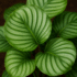 Calathea Yellow Leaves in Australia: Causes & Easy Fixes, guide