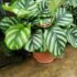 Calathea Yellow Leaves in Australia: Causes & Easy Fixes, guide