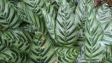 Calathea Yellow Leaves in Australia: Causes & Easy Fixes, guide